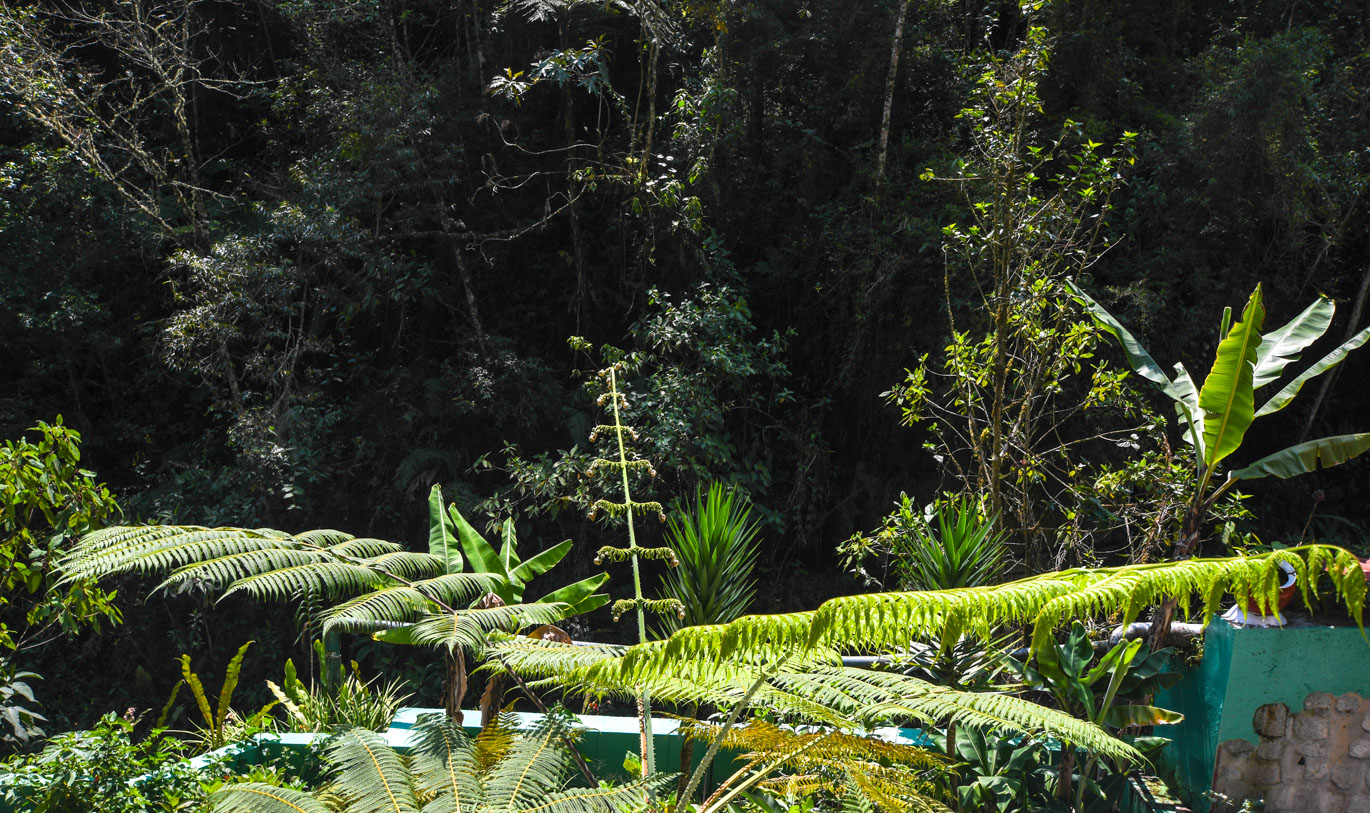 Изображение особи семейство Cyatheaceae.