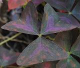 Oxalis triangularis