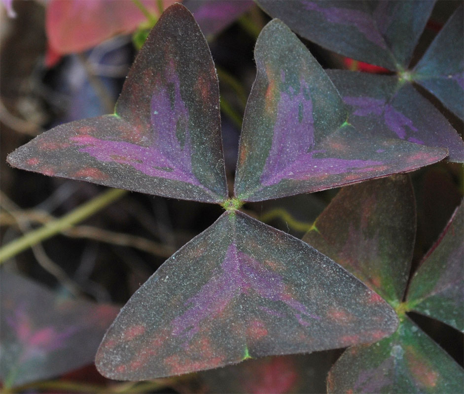 Изображение особи Oxalis triangularis.