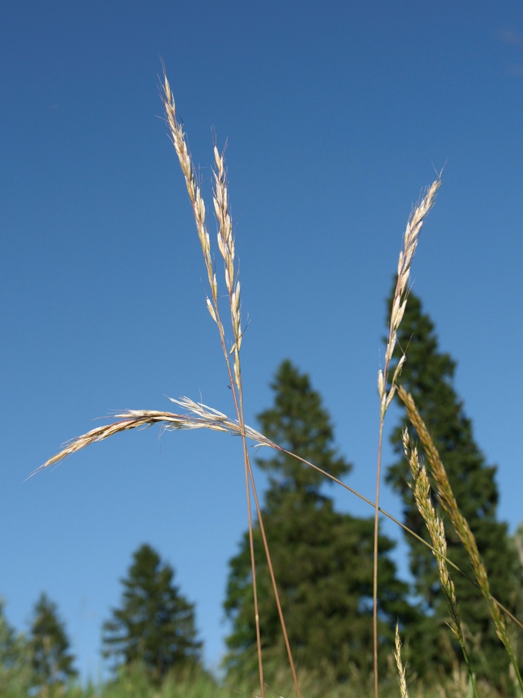 Image of Helictotrichon pubescens specimen.