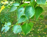 Betula ermanii