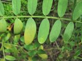 Astragalus falcatus