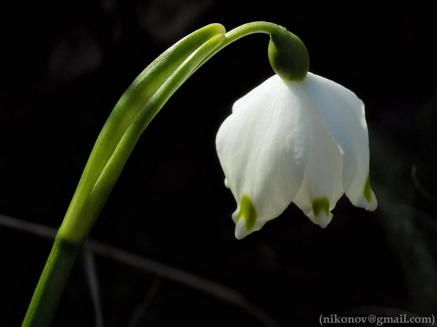 Изображение особи Leucojum vernum.