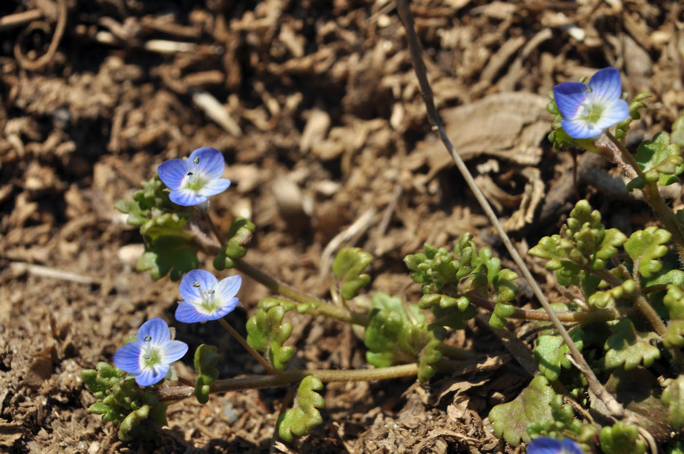 Image of Veronica polita specimen.