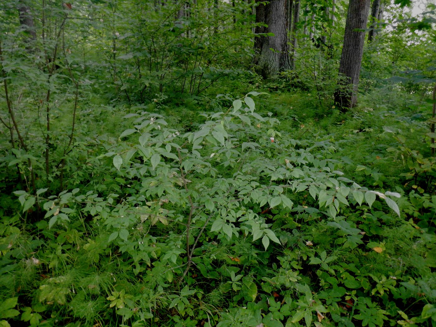 Изображение особи Euonymus verrucosus.