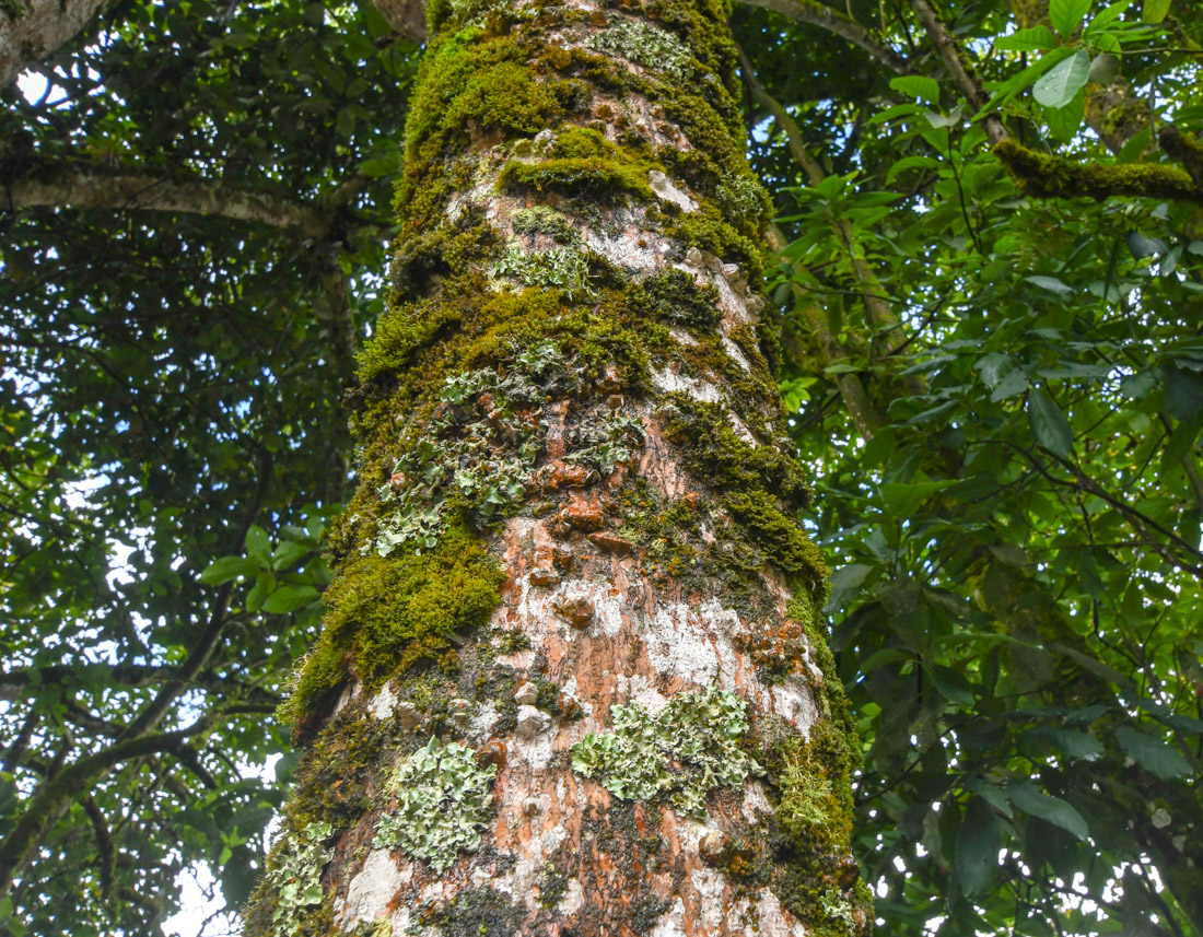 Image of Erythrina falcata specimen.