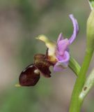 Ophrys oestrifera. Цветок с некоторыми признаками Ophrys mammosa (короткие боковые \"рога\", упрощённый рисунок и узкий придаток губы). Краснодарский край, м/о город-курорт Анапа, окр. с. Большой Утриш, можжевеловый лес. 3 мая 2021 г.