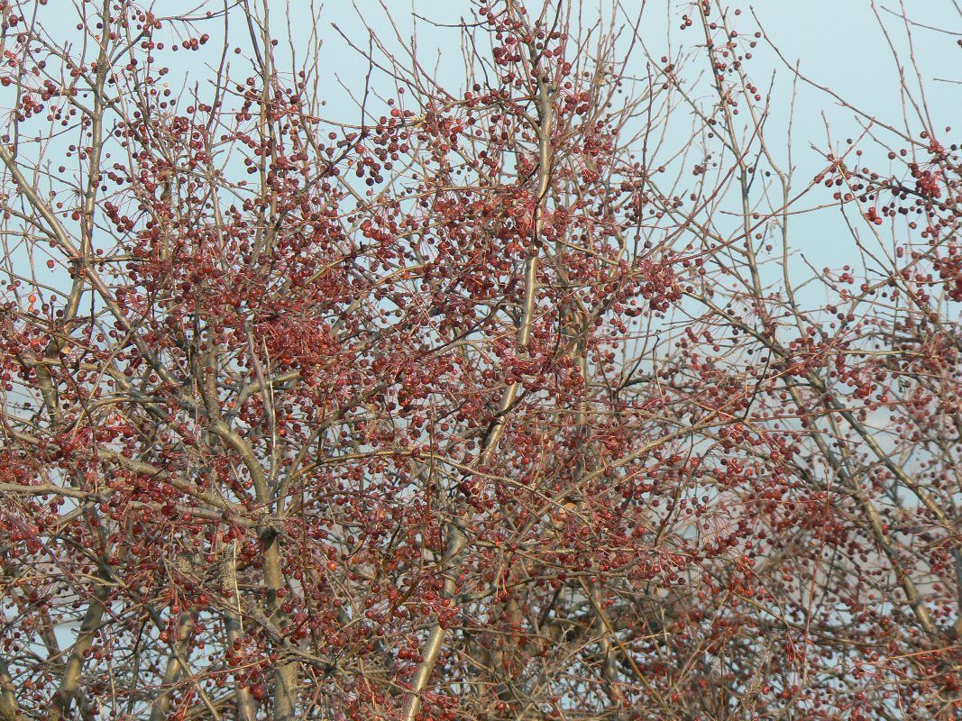 Изображение особи Malus baccata.