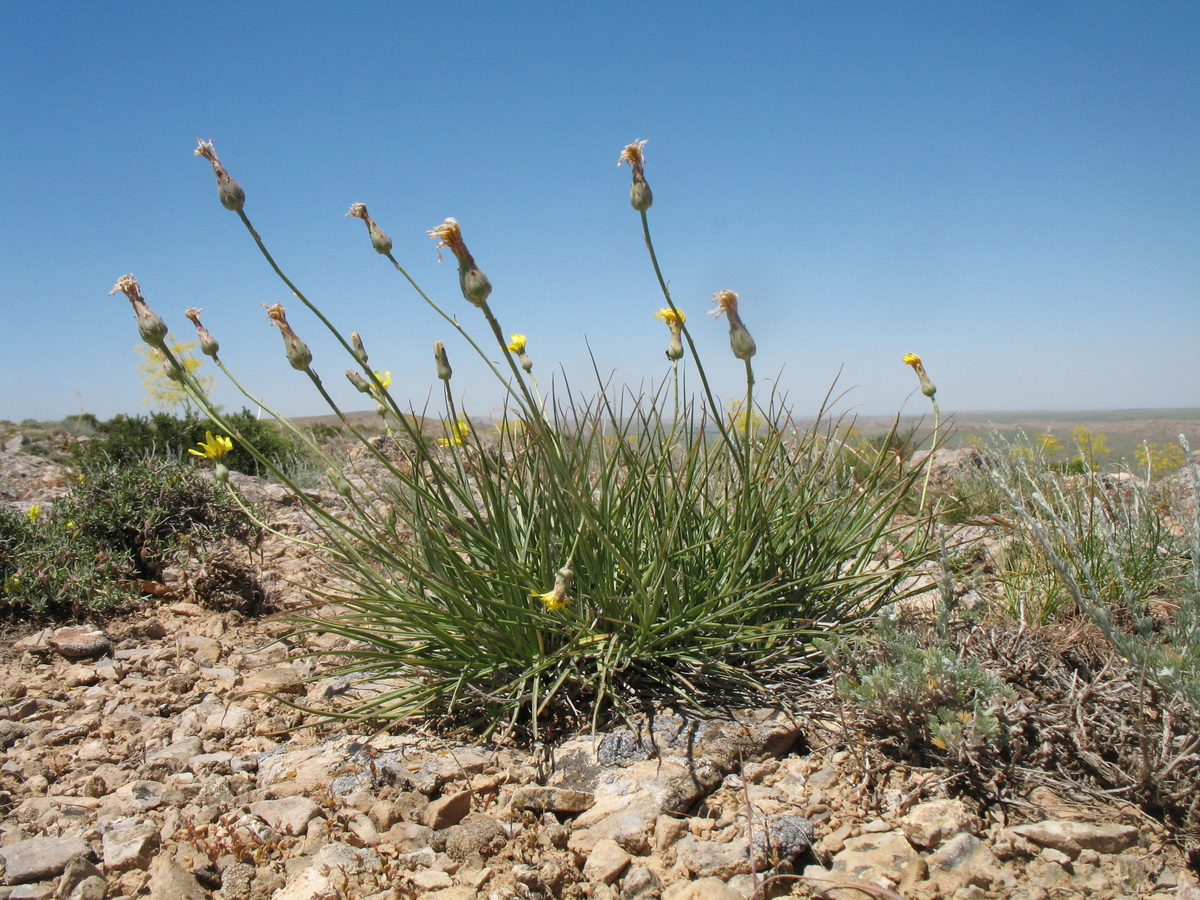 Image of Scorzonera longipes specimen.