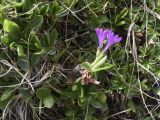 Primula integrifolia