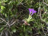 Primula integrifolia. Цветущее и вегетирующие растения. Испания, автономное сообщество Каталония, провинция Жирона, комарка Рипольес, муниципалитет Сеткасес, курорт \"Вальтер 2000\", ≈2200 м н.у.м., каменистый луг. 01.06.2021.