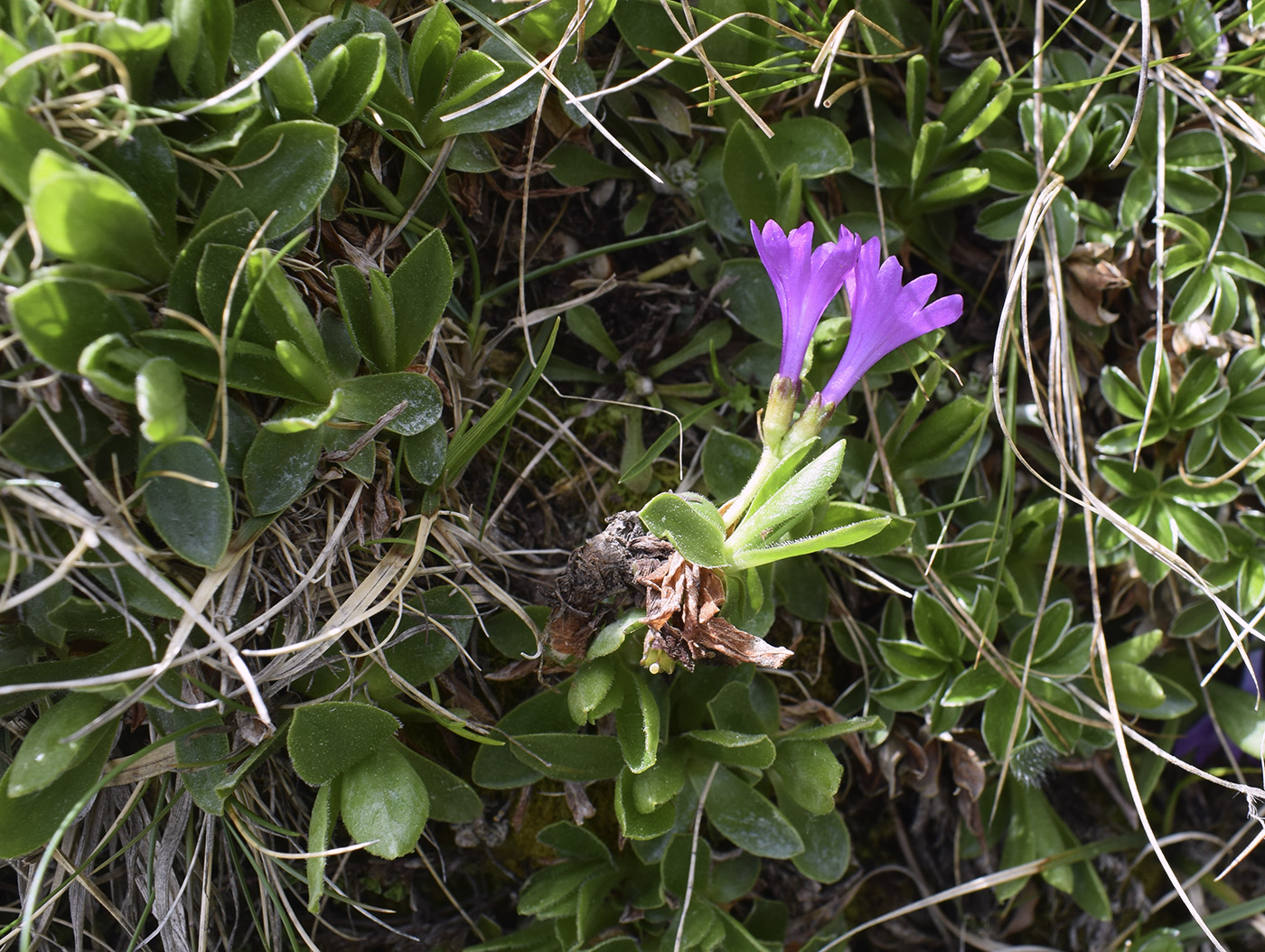 Image of Primula integrifolia specimen.