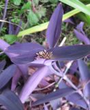 Tradescantia pallida