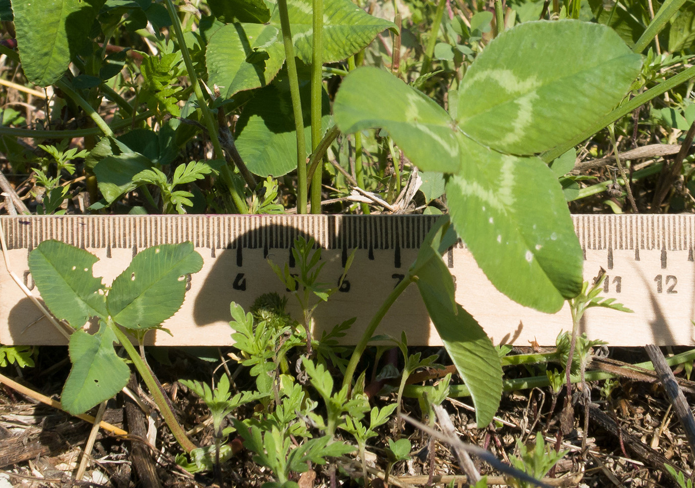 Image of Trifolium repens specimen.