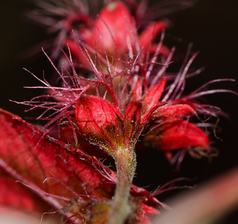 Изображение особи Acalypha wilkesiana.