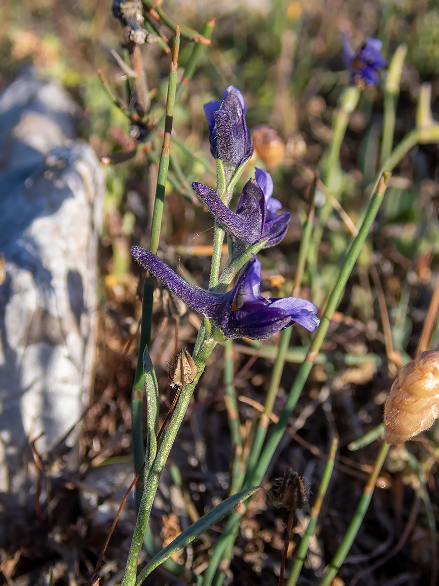 Image of Delphinium peregrinum specimen.