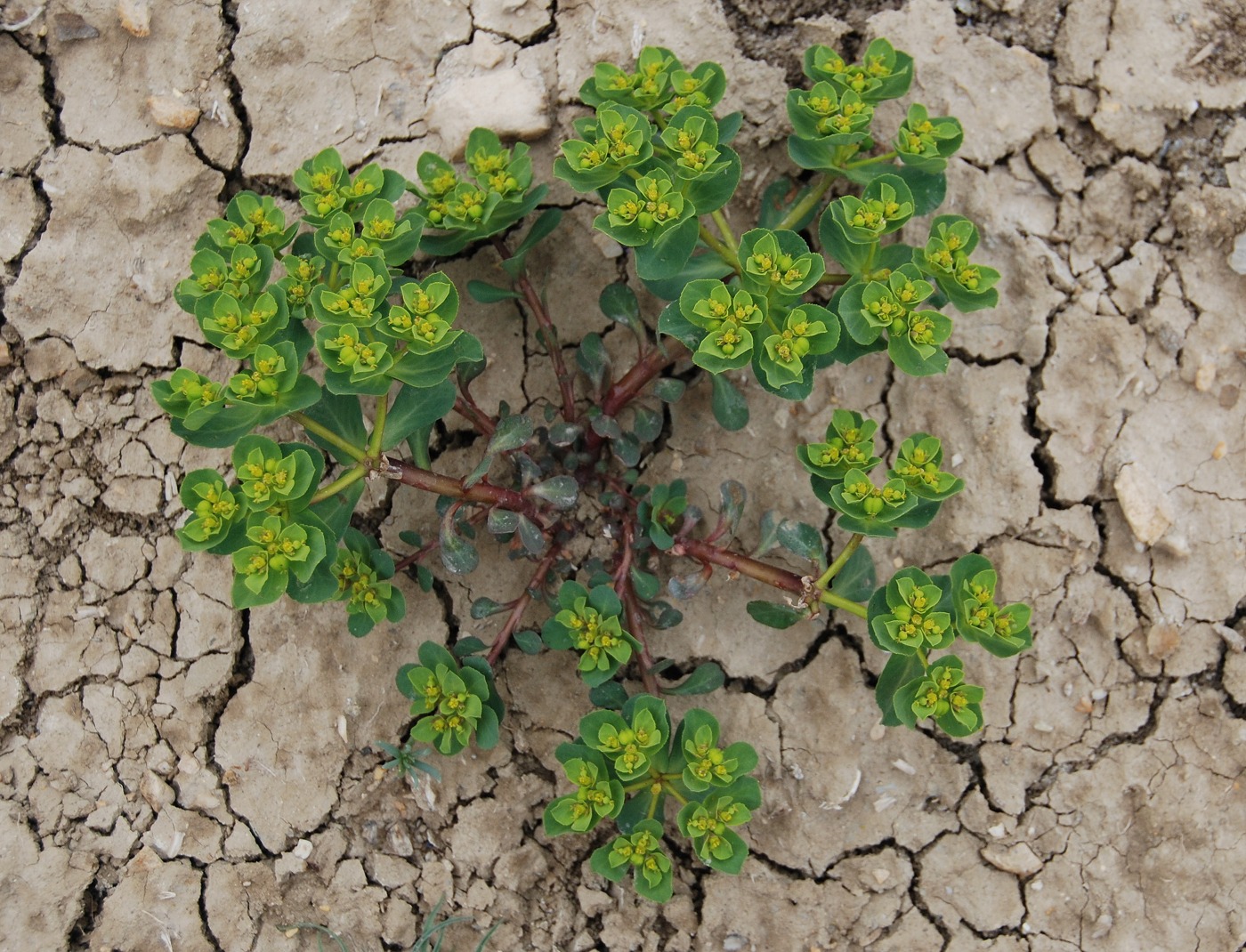 Image of Euphorbia helioscopia specimen.