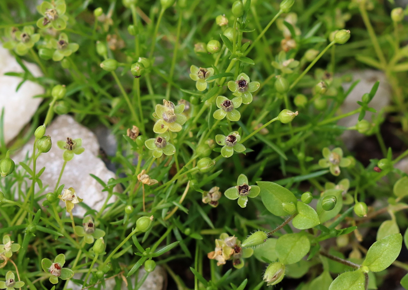 Image of Sagina procumbens specimen.