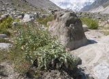 Cirsium balkharicum. Цветущие растения. Кабардино-Балкария, Черекский р-н, Кабардино-Балкарский высокогорный заповедник, Черек-Безенгийское ущелье, ≈ 2300 м н.у.м., донная морена. 18.08.2021.