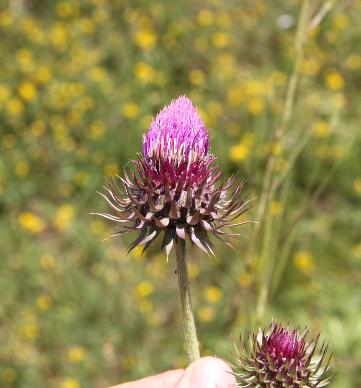 Image of Carduus thoermeri specimen.