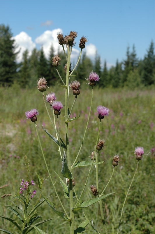 Image of Cirsium helenioides specimen.
