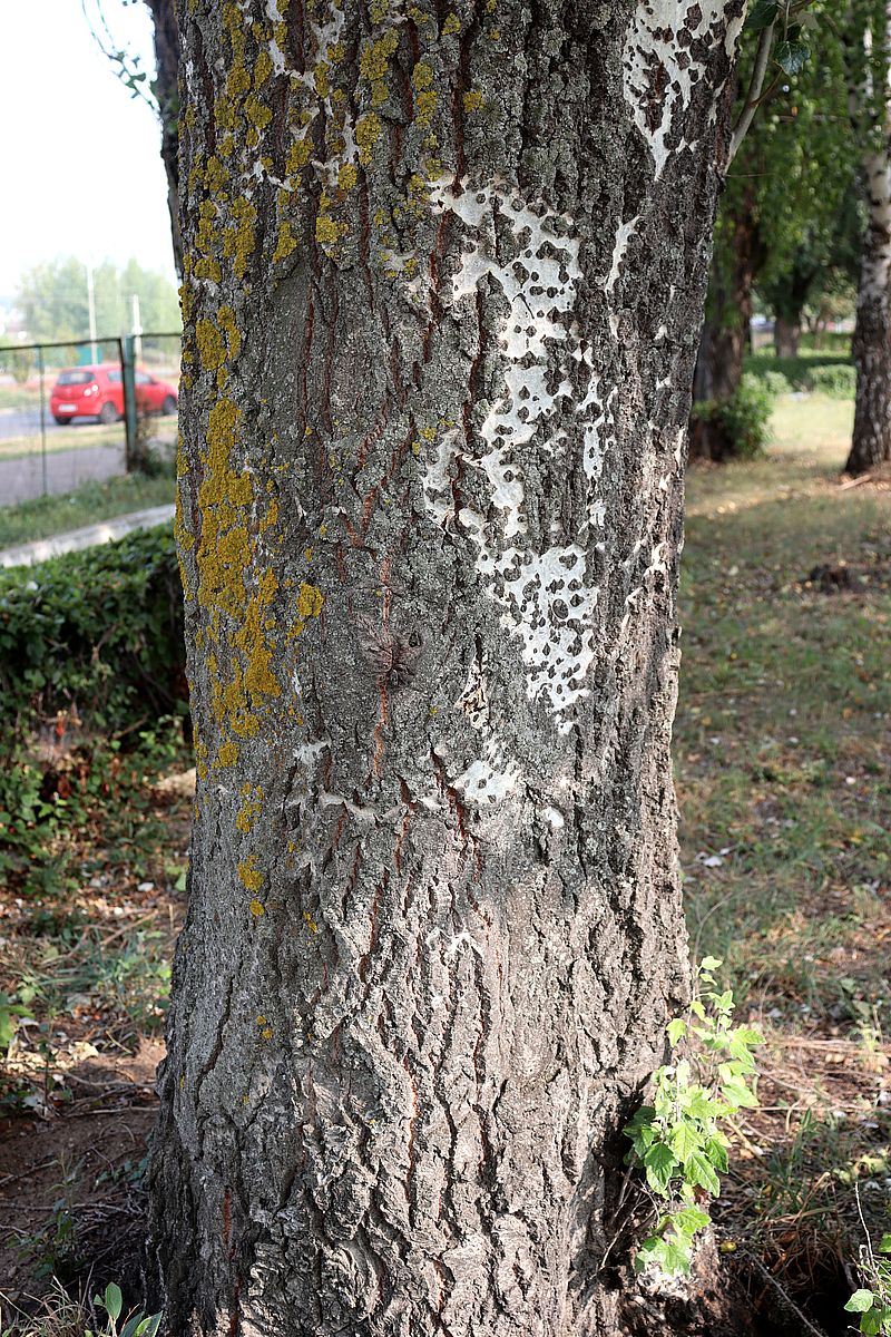 Image of Populus alba specimen.