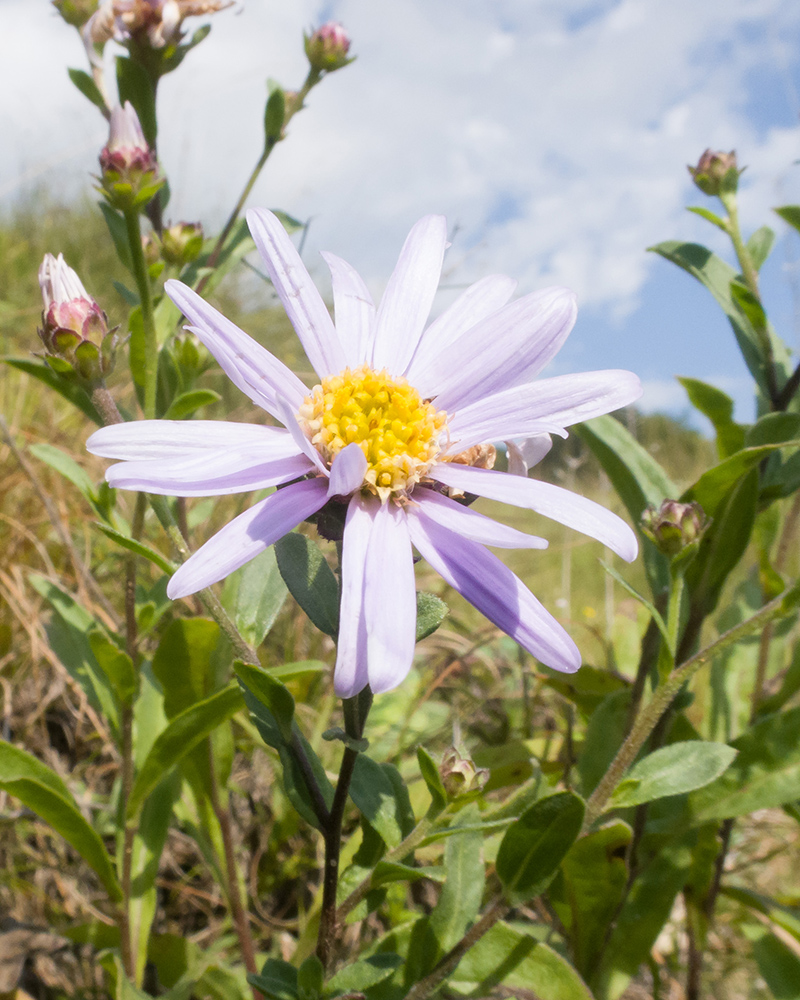 Image of Aster bessarabicus specimen.