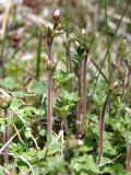 Saxifraga radiata