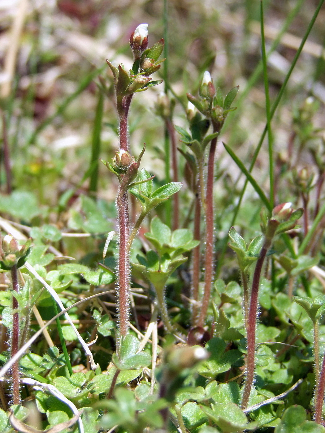 Image of Saxifraga radiata specimen.
