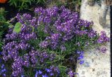 Lobularia maritima