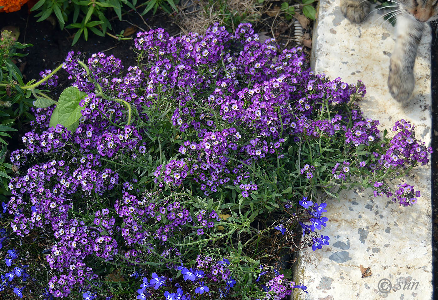 Изображение особи Lobularia maritima.