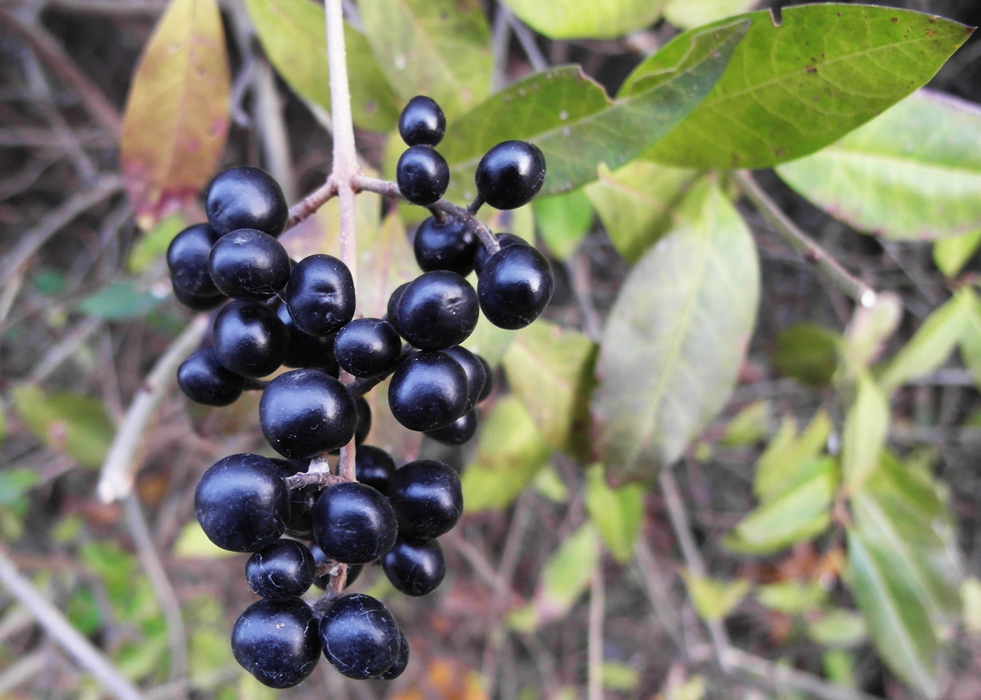 Image of Ligustrum vulgare specimen.