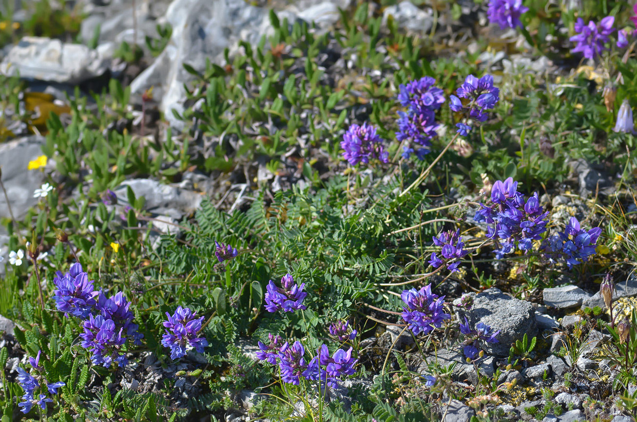 Image of Oxytropis owerinii specimen.