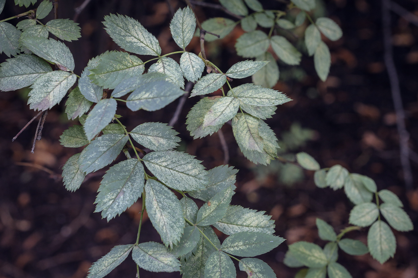 Image of Rosa glauca specimen.