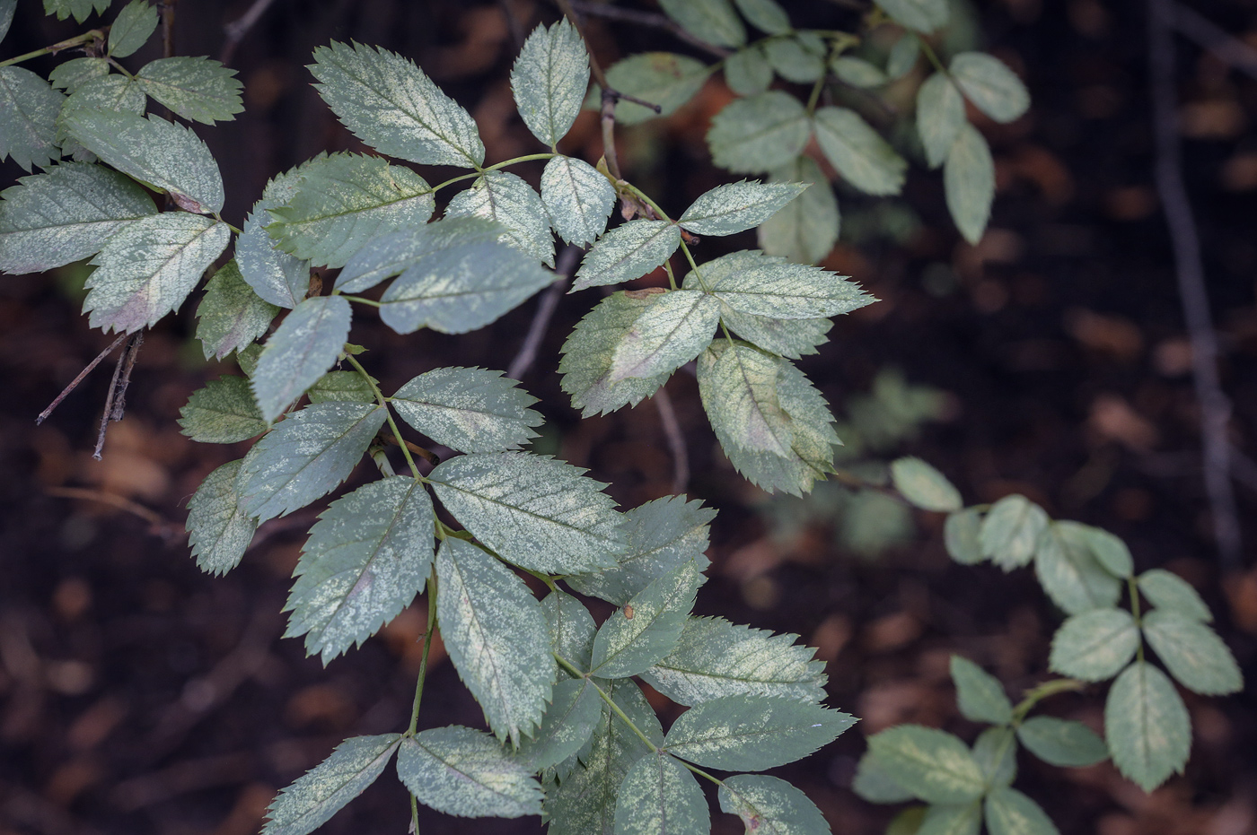 Изображение особи Rosa glauca.