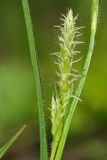 Carex hirta. Женское соцветие. Республика Татарстан, Агрызский р-н. 05.06.2010.