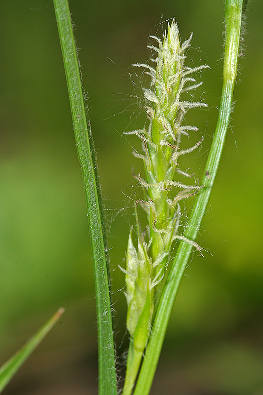 Изображение особи Carex hirta.