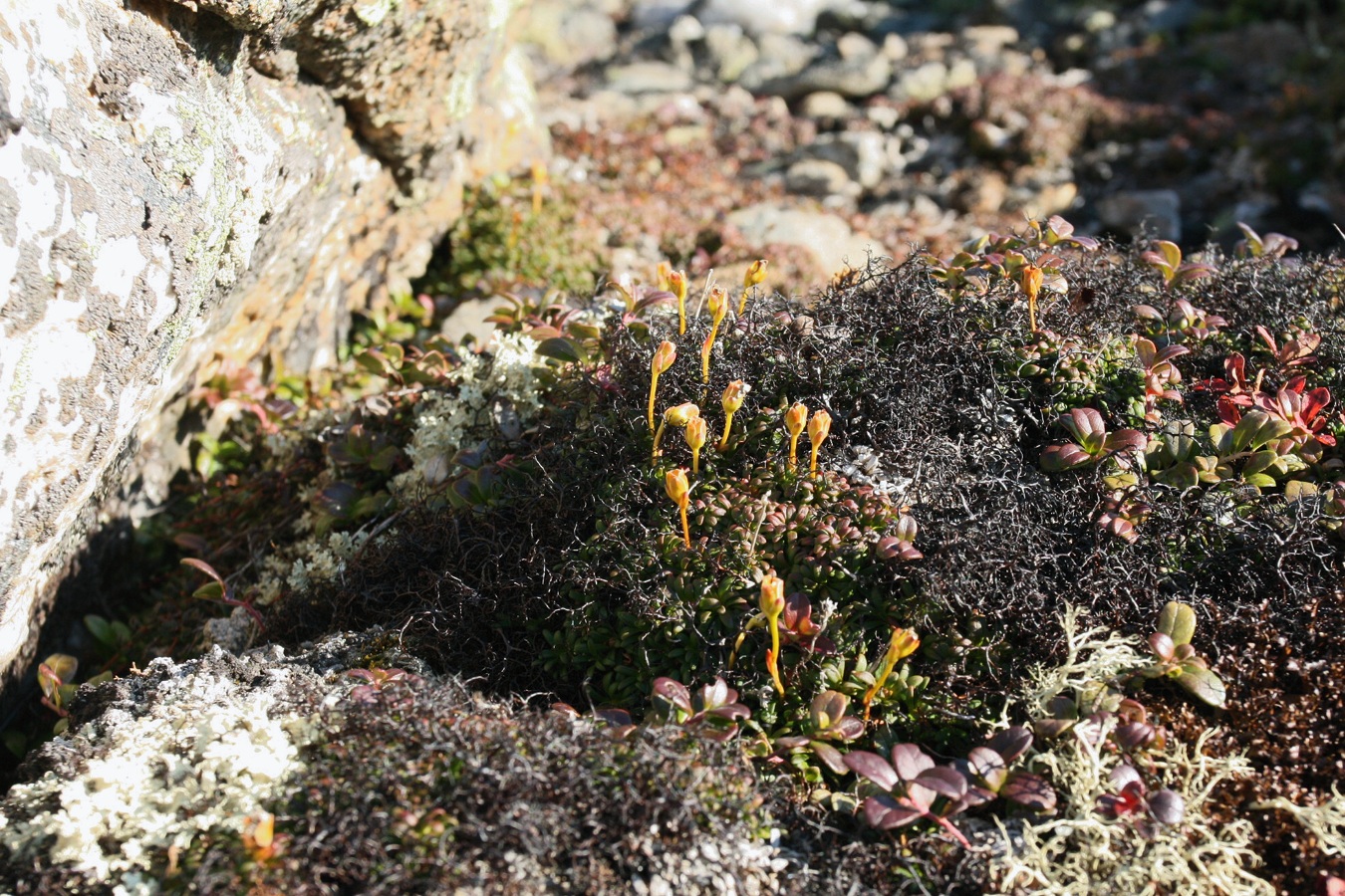 Изображение особи Diapensia lapponica.