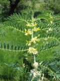 Astragalus sieversianus