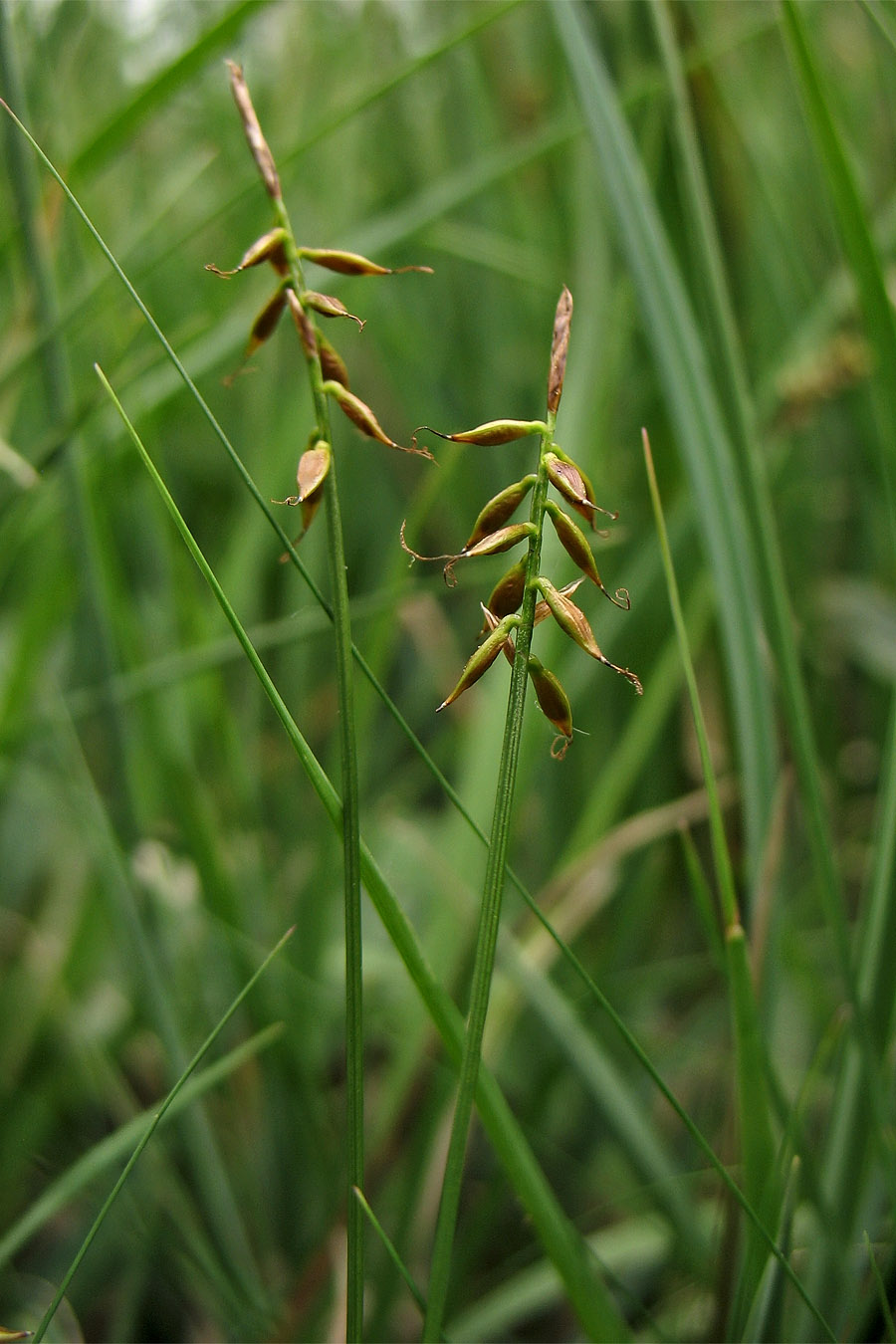 Image of Carex pulicaris specimen.