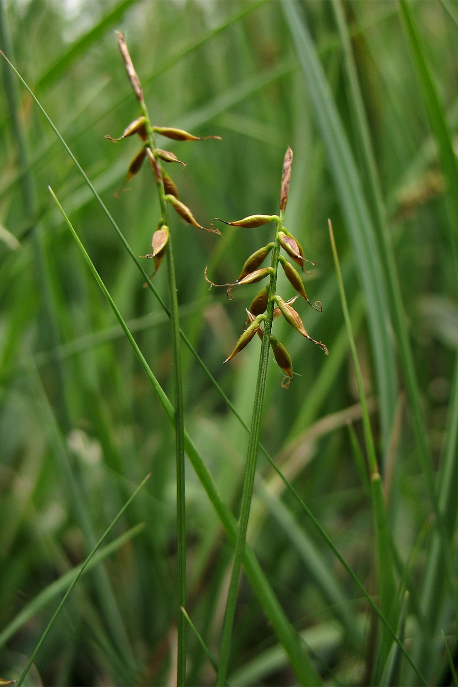 Изображение особи Carex pulicaris.