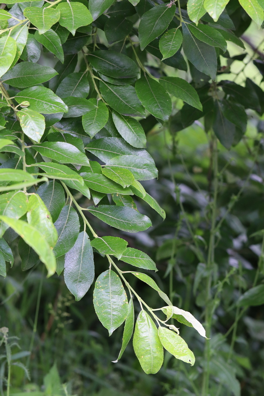 Image of Salix caprea specimen.