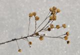 Linum stelleroides. Верхушка сухого побега с вскрывшимися плодами. Приморский край, Уссурийский гор. округ, окр. с. Монакино, разнотравный сырой луг. 11.12.2021.