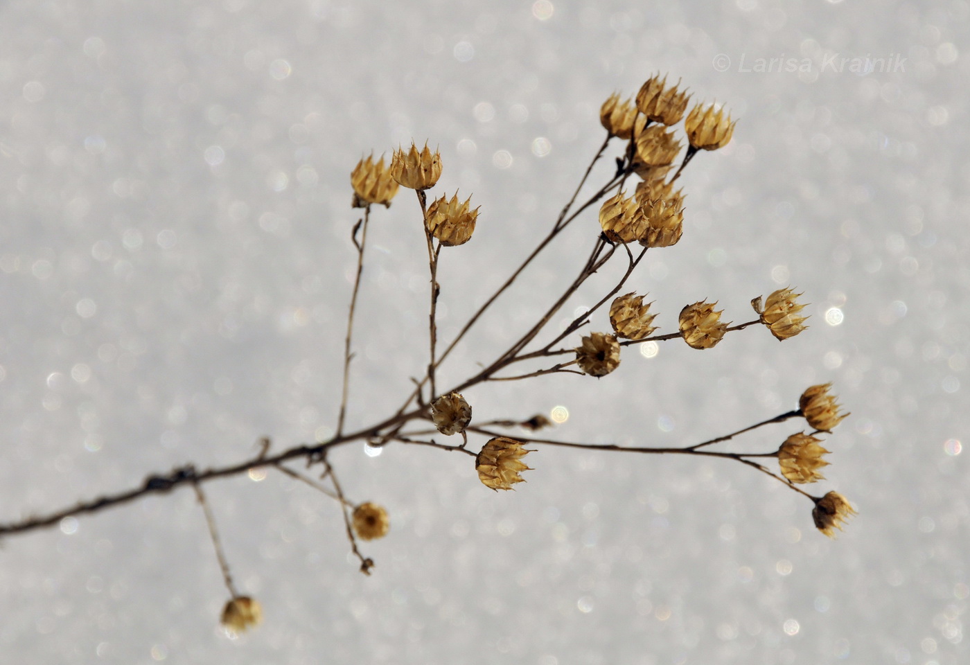 Изображение особи Linum stelleroides.