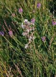 Silene viscosa