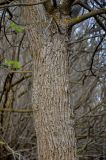 genus Fraxinus. Часть ствола. Астраханская обл., Наримановский р-н, окр. пос. Сенной, берег р. Волга. 25.04.2021.