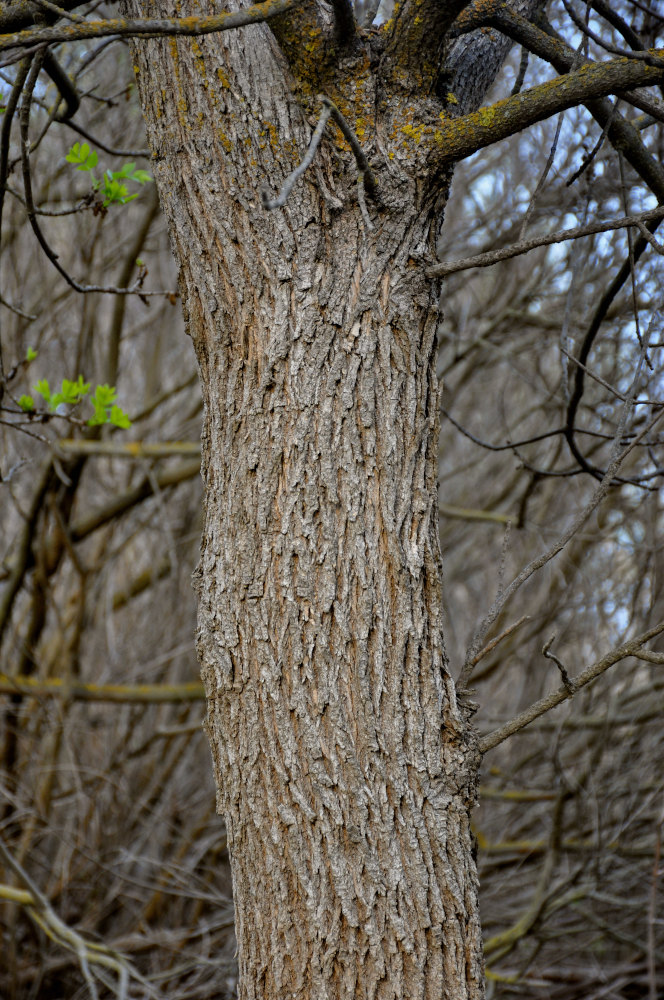 Изображение особи род Fraxinus.