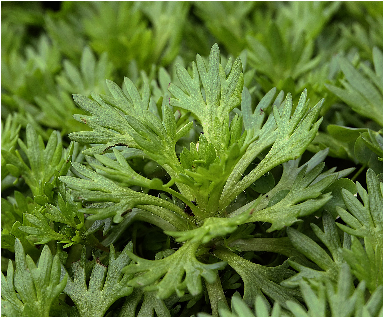 Image of Saxifraga &times; arendsii specimen.