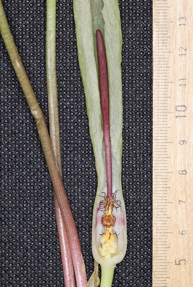 Image of Arum amoenum specimen.