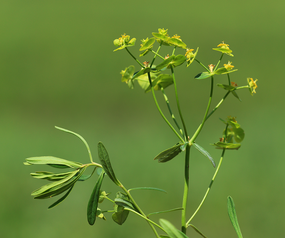 Image of Euphorbia leoncroizatii specimen.